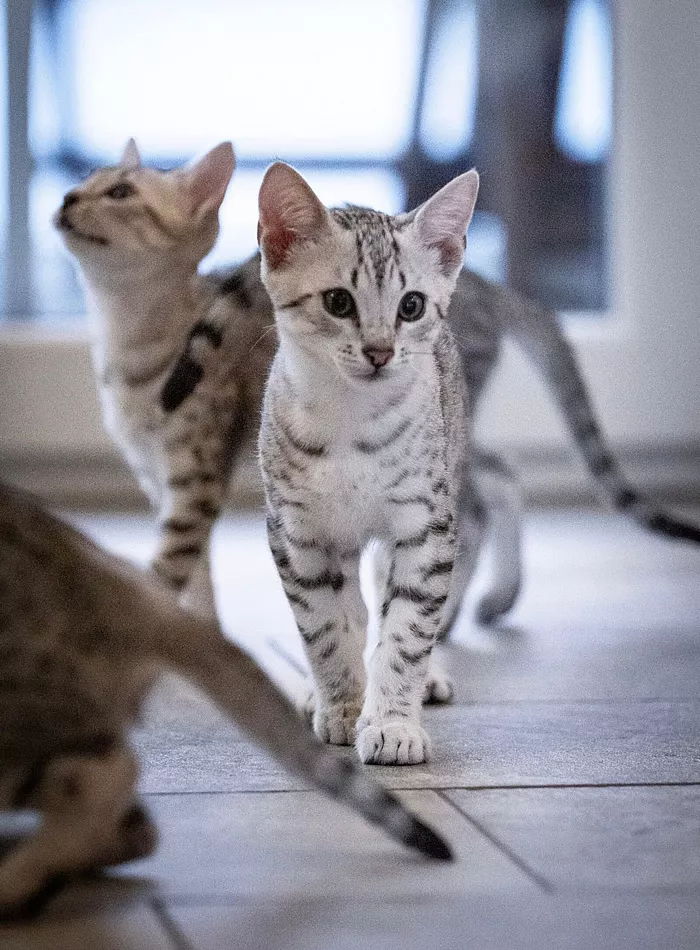 Unsere Kitten - Egyptian Mau Züchter - Skarabäus Ägyptische Mau