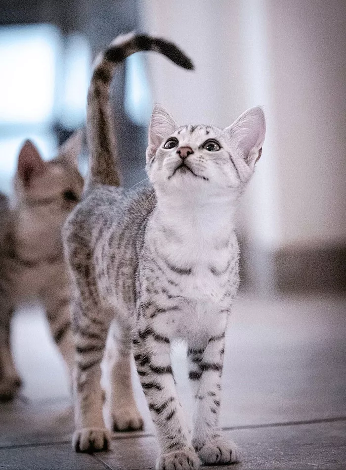 Unsere Kitten - Egyptian Mau Züchter - Skarabäus Ägyptische Mau