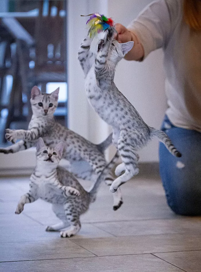 Unsere Kitten - Egyptian Mau Züchter - Skarabäus Ägyptische Mau