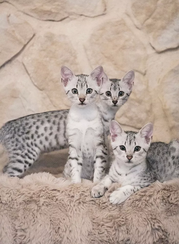 Unsere Kitten - Egyptian Mau Züchter - Skarabäus Ägyptische Mau