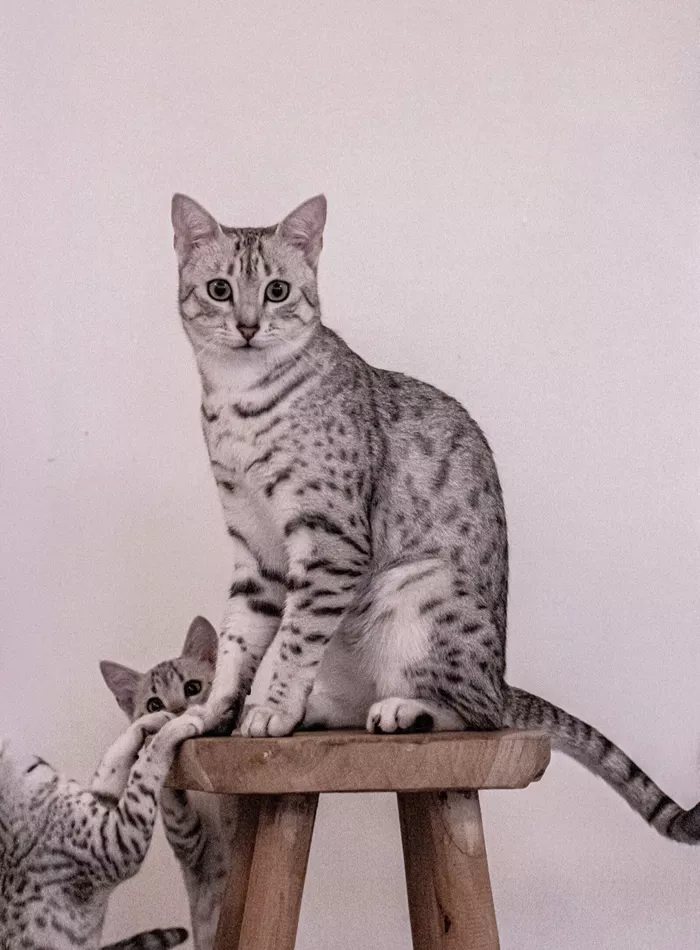 Amir - Egyptian Mau Züchter - Skarabäus Ägyptische Mau