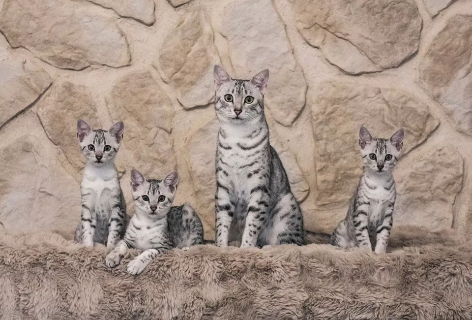 Amir - Egyptian Mau Züchter - Skarabäus Ägyptische Mau